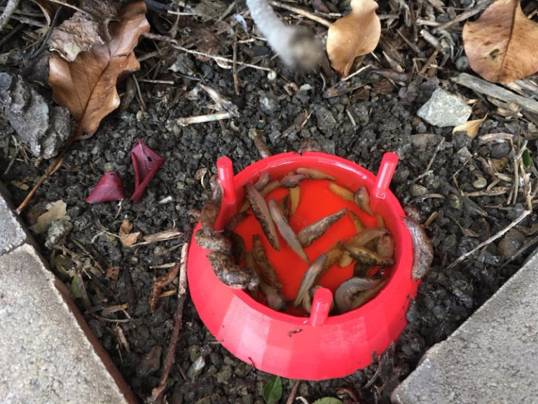 This Beer Powered Slug Trap Totally Works — Do It Projects Plans And